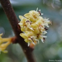 Actinodaphne stenophylla Thwaites